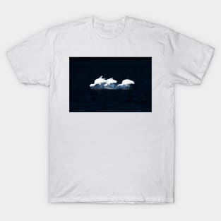 Three bright white Royal spoonbill birds heads down searching for food T-Shirt